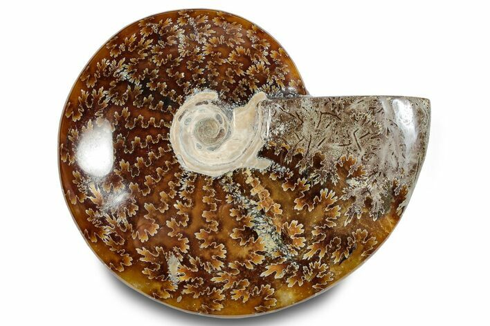 Polished Ammonite (Cleoniceras) Fossil - Madagascar #283356